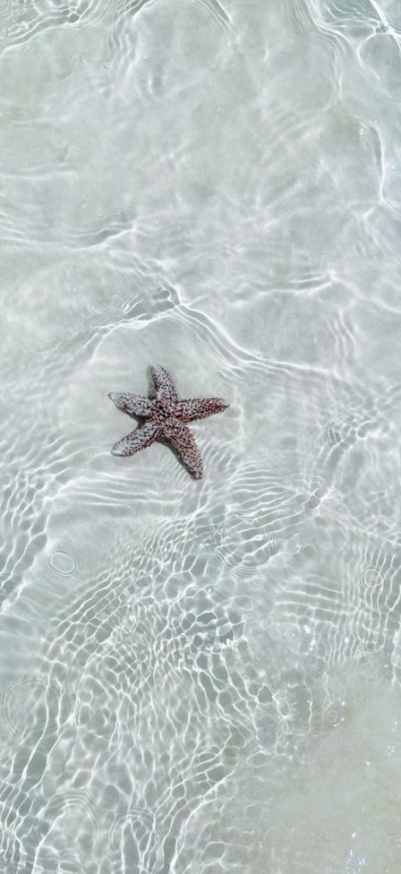 COLGANTE  ESTRELLA DE MAR